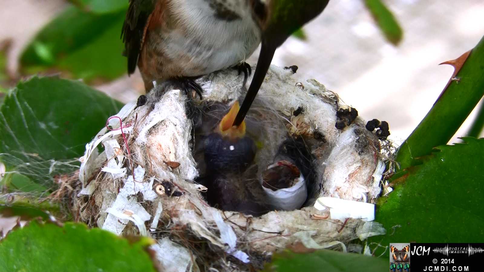Allens Hummingbird feeding chick super close up 2